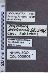 Etikette zu Platiana brevicornis (Schimmel & Platia, 1992) (NHMW-ZOO-COL-0008903)